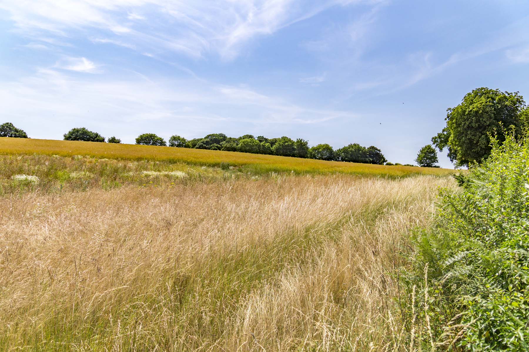 Countryside - Lichfield-DeansladeFarm-photography-July2018-08386