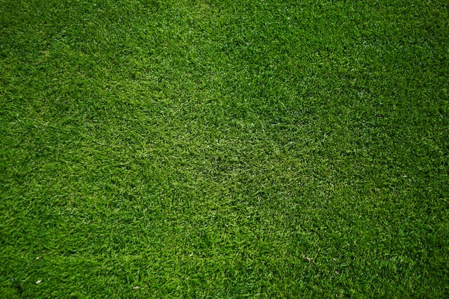 Fresh grass