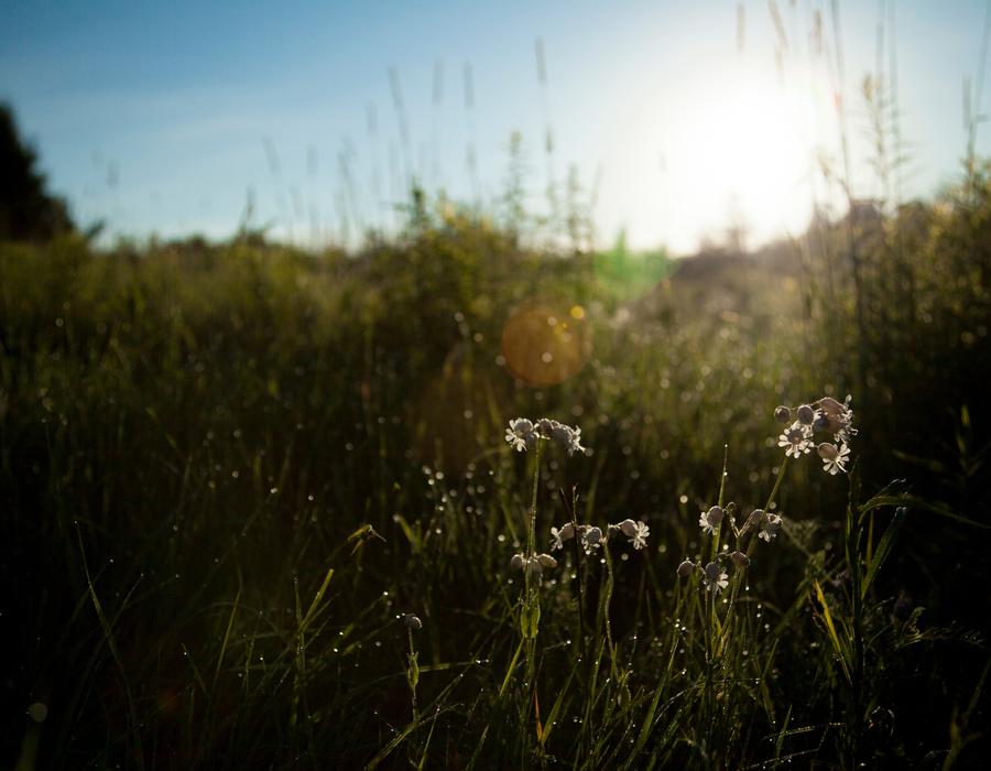 Grass
