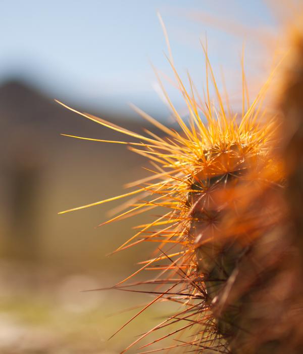 Plant
