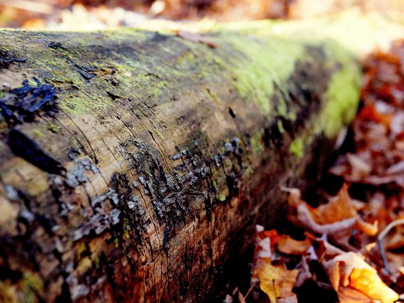 Log